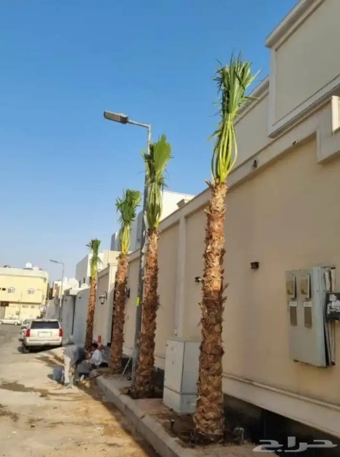 نخل واشنطني زينه 14