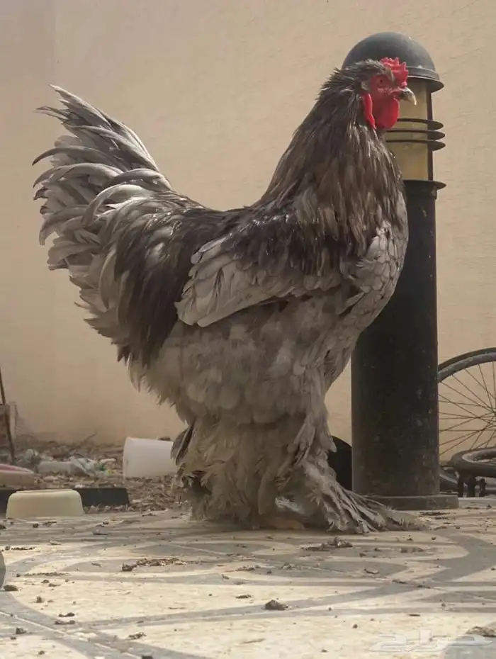 ديك براهما 0