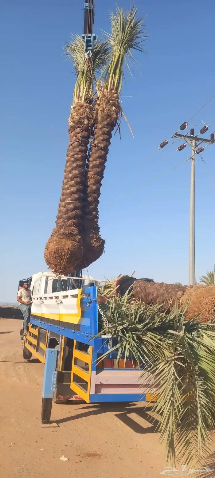 لدن نخل وفصيل ووشنطني 6