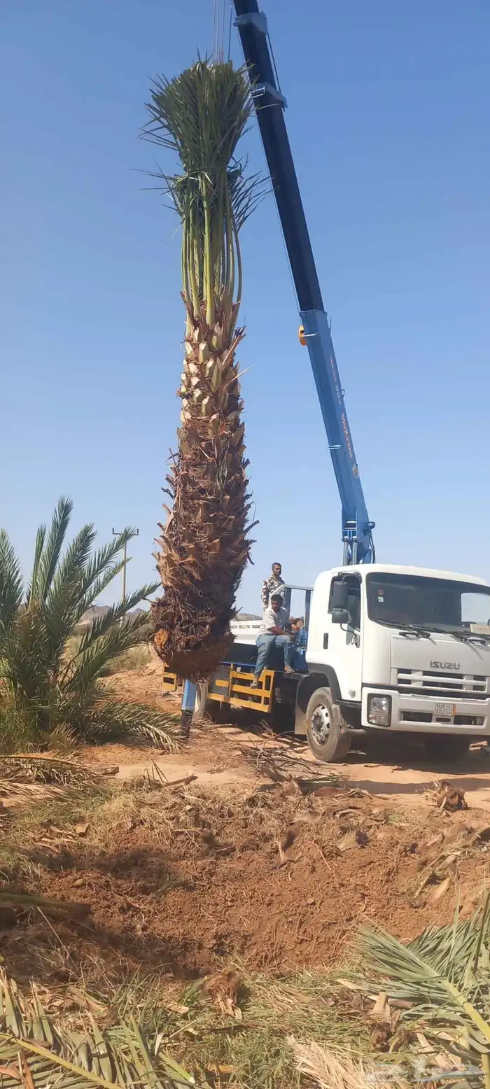 لدن نخل وفصيل ووشنطني 3