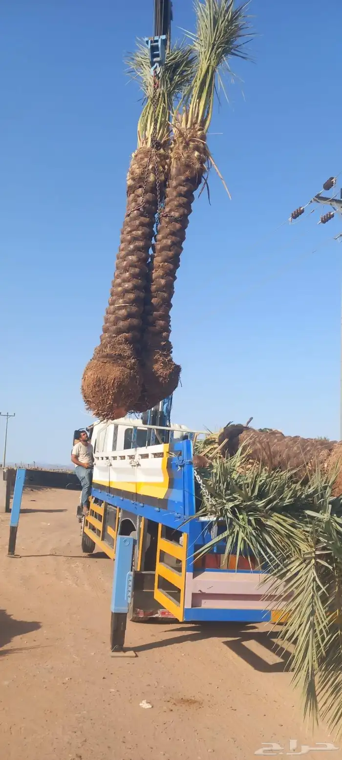 لدن نخل وفصيل ووشنطني 5