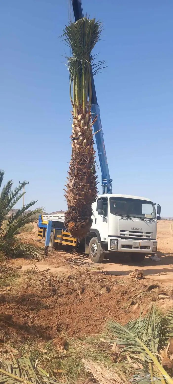 لدن نخل وفصيل ووشنطني 1