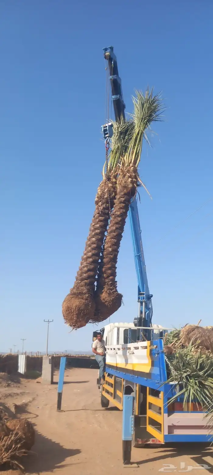 لدن نخل وفصيل ووشنطني 2