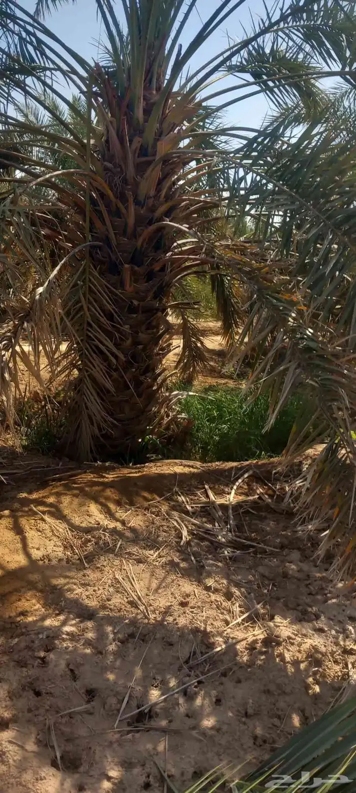 لدن نخل وفصيل ووشنطني 4