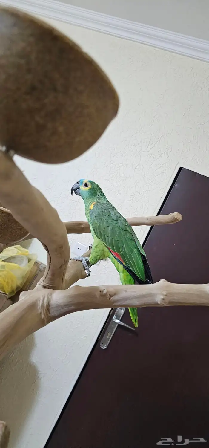 بلوفرنتد كابتن كلام تم البيييع 2