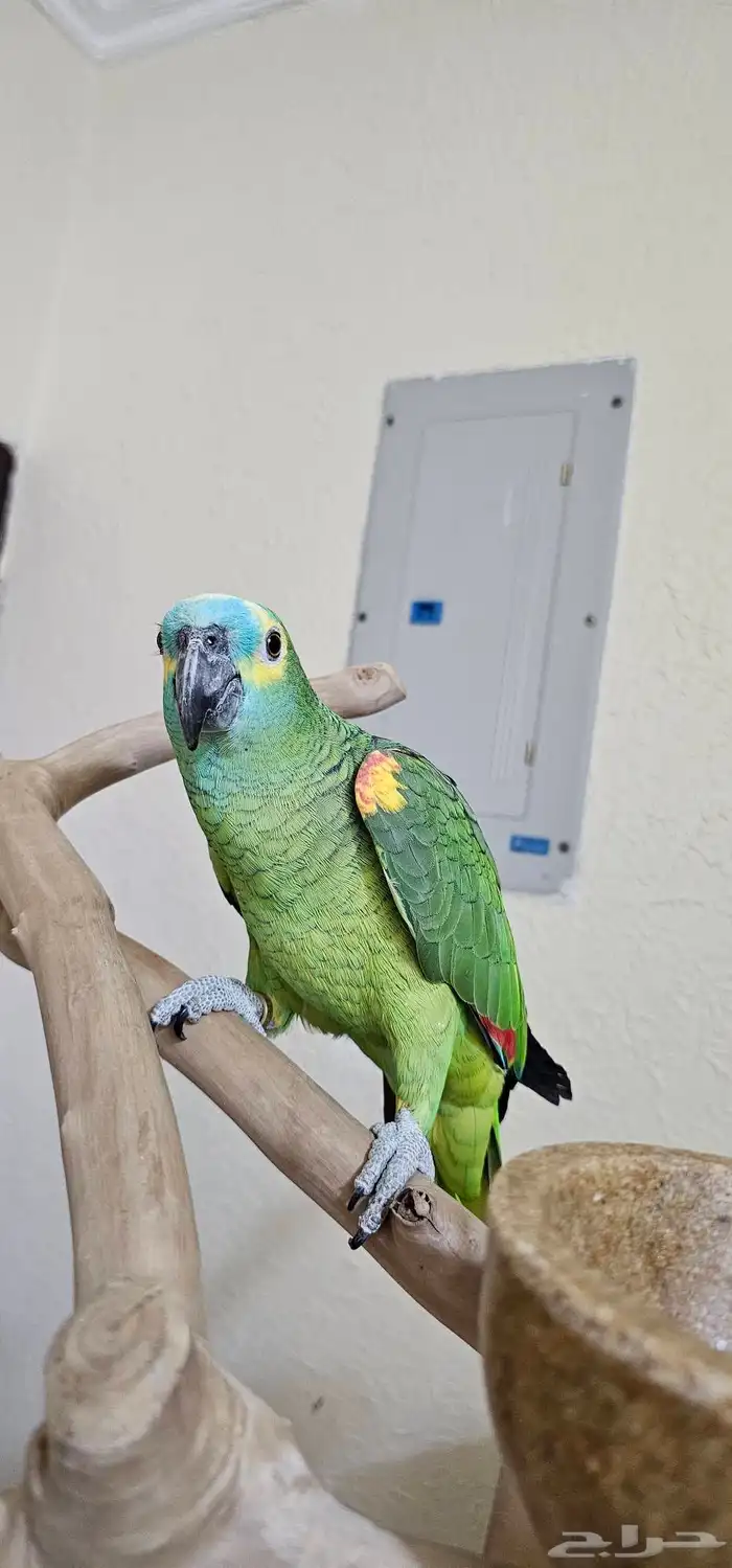 بلوفرنتد كابتن كلام تم البيييع 4