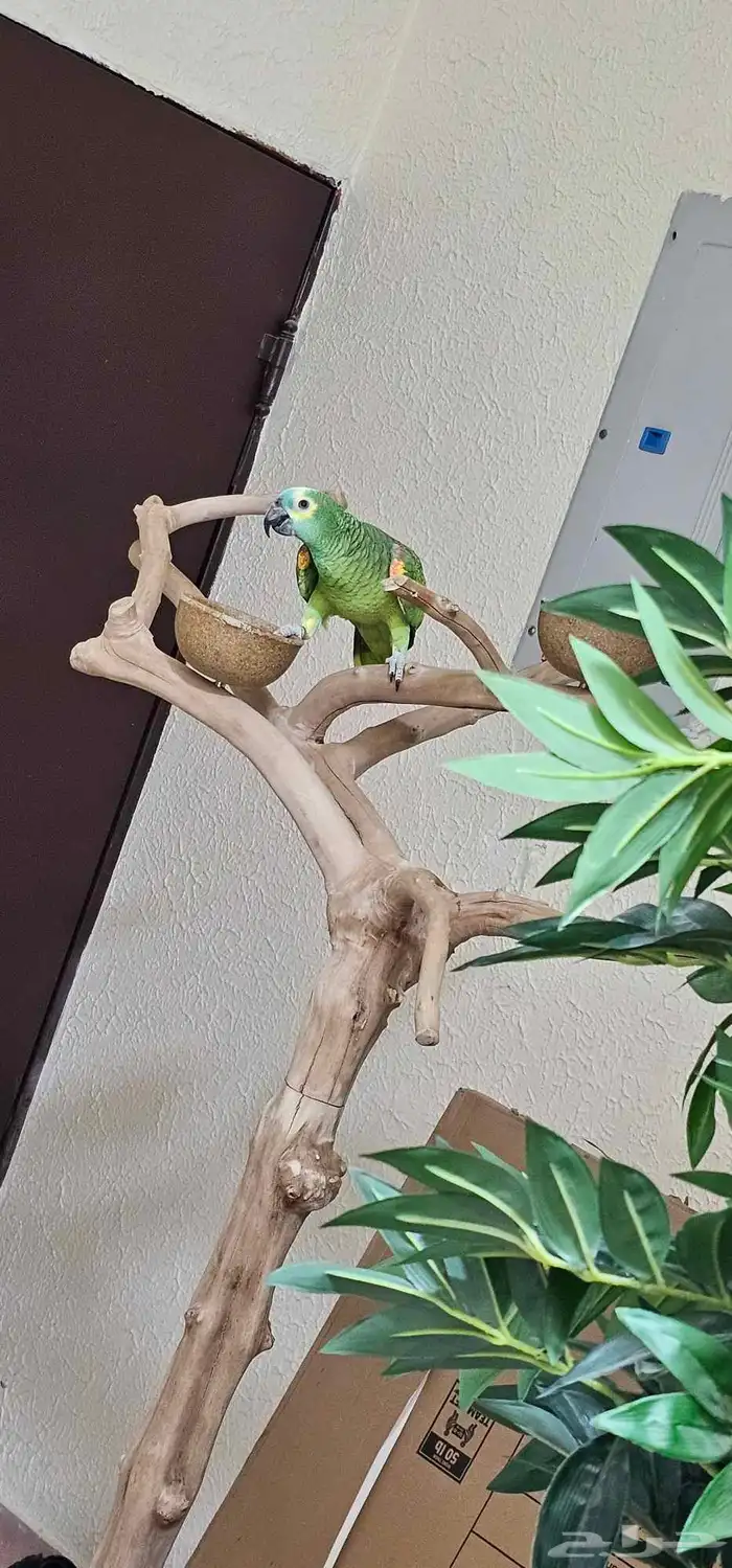 بلوفرنتد كابتن كلام تم البيييع 3