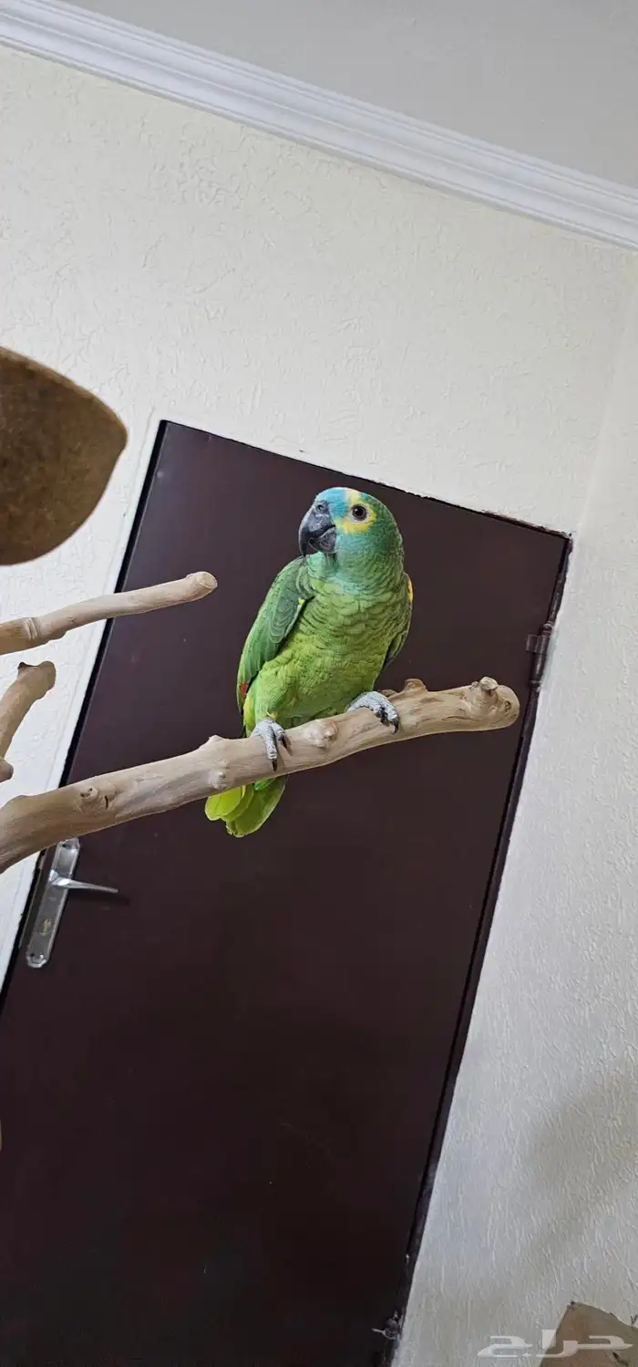 بلوفرنتد كابتن كلام تم البيييع 1