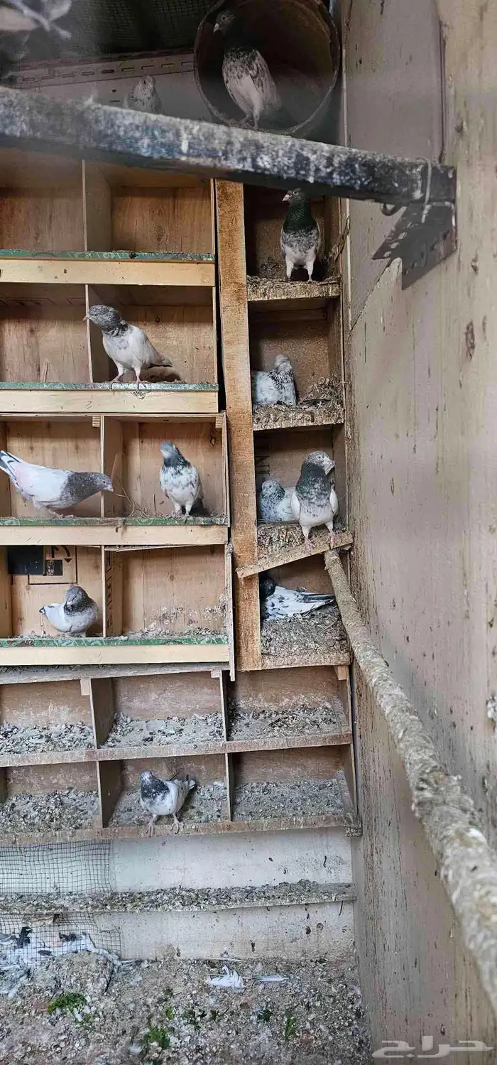 حمام باكستاني تيدي 1