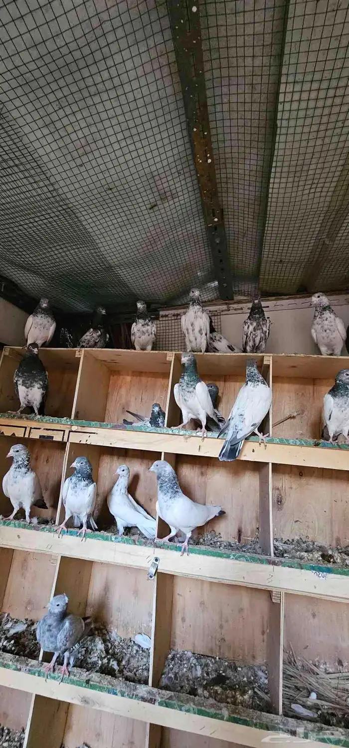 حمام باكستاني تيدي 0