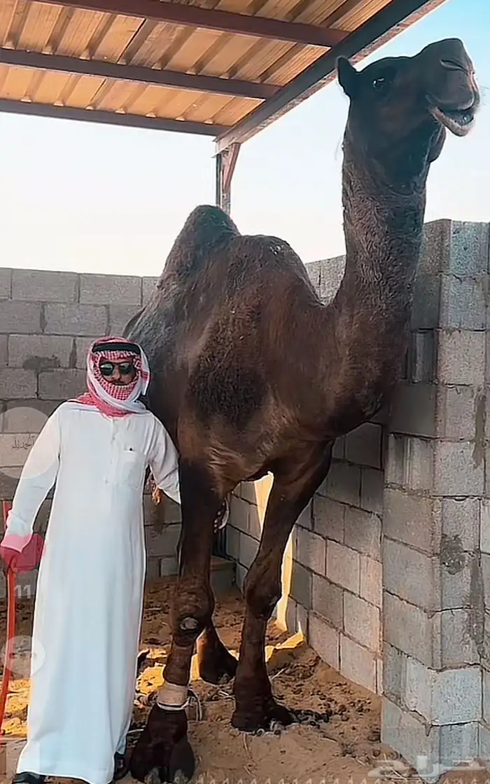 آبل للبيع مجاهيم وبعير وافي وثلاث وضح 11