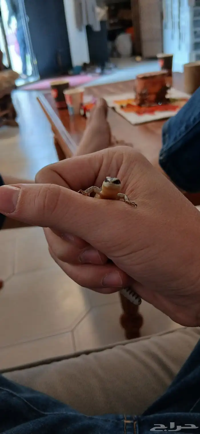 Lizard for sale It eats insects I dont know its gender It ha 6