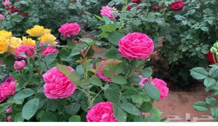 للبيع شتلات مغروسه ورد جوري هولندي 1