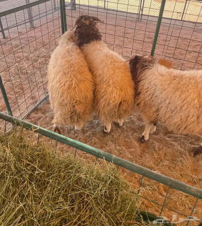 طليان ذبايح نعيم غنم 0