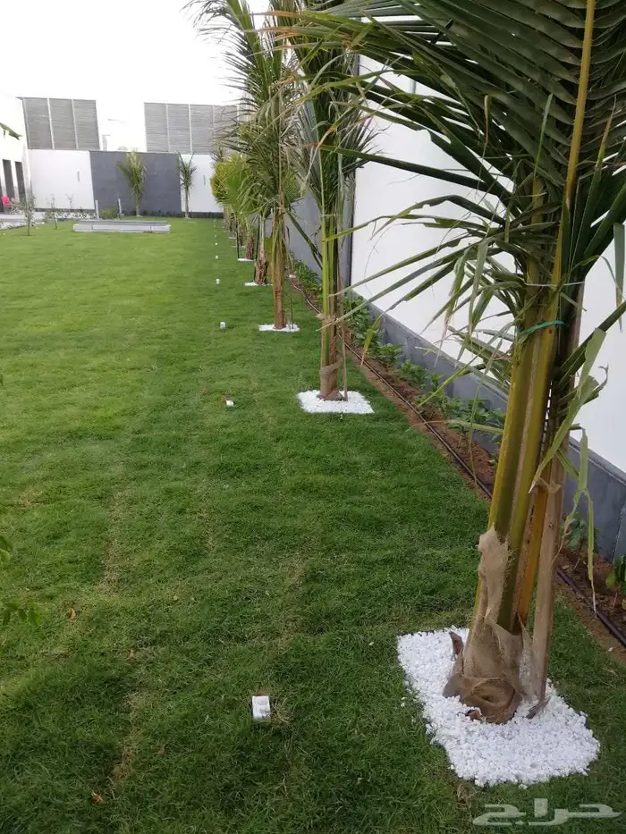 ثيل طبيعي سي 2000 و زرع طبيعي 2