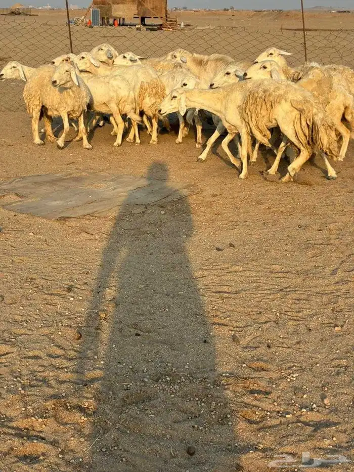 15 غنم حريات دفيع شرط على السونار 2