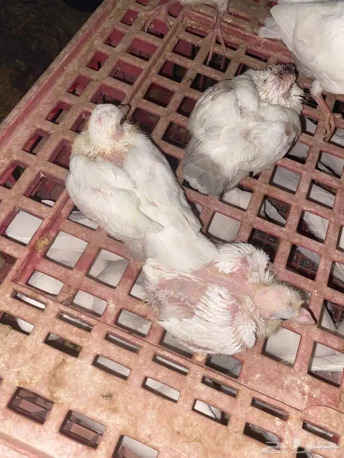 حمام فرنسي سوبر جامبو جفون حمراء للبيع 20