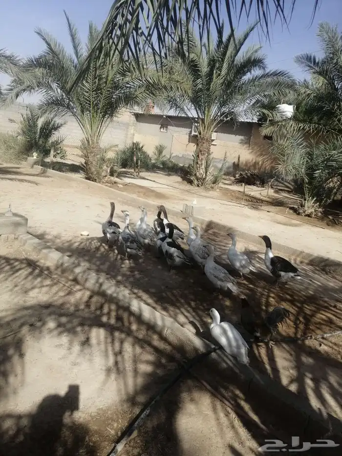 وز وبط ودجاج رومي وحبشي بياض للبيع من المزرعة 2