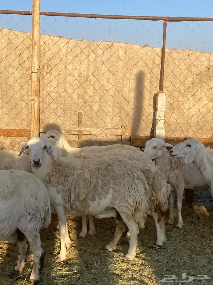 ضان حرش دفيع ومضاريع 2