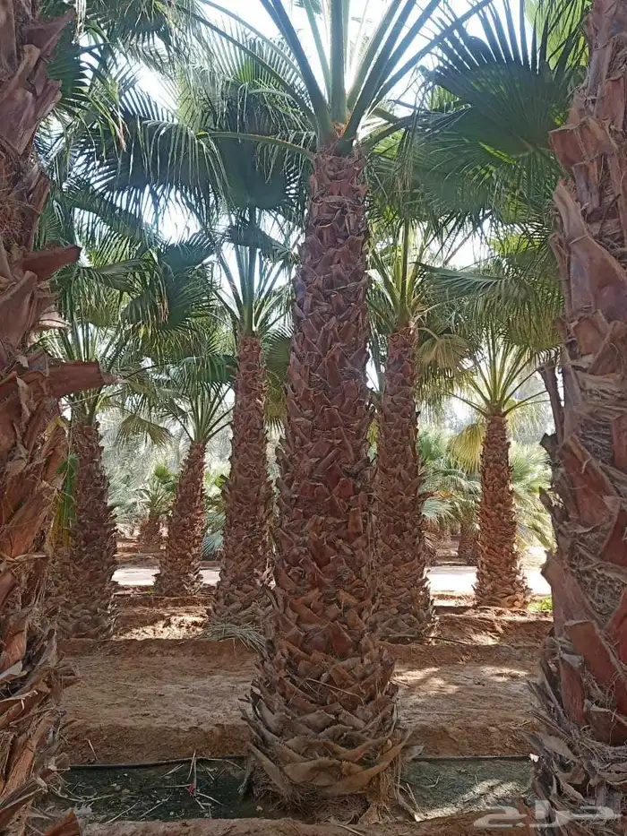 نخل واشنطن أمريكي ونخل عربي مثمر 6