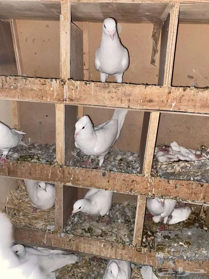 حمام فرنسي سوبر جامبو جفون حمراء للبيع 8