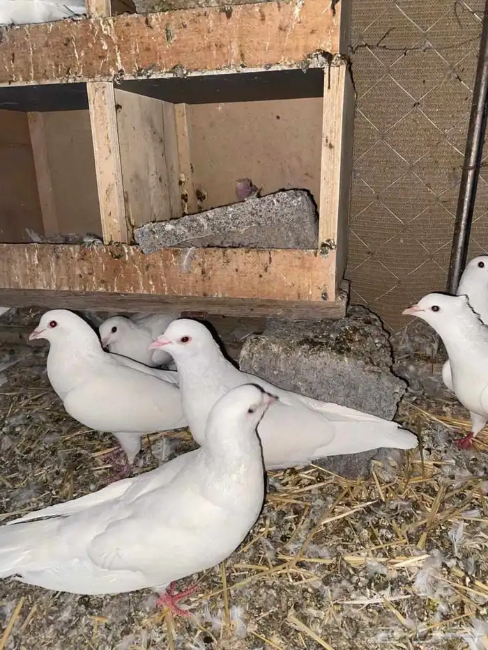 حمام فرنسي سوبر جامبو جفون حمراء للبيع 2