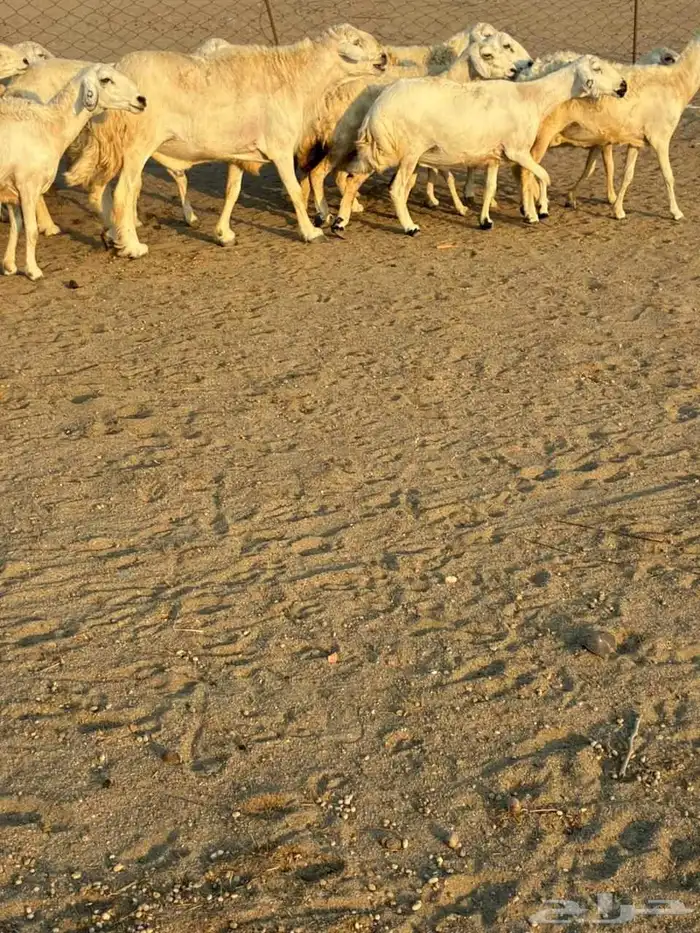 15 غنم حريات دفيع شرط على السونار 10
