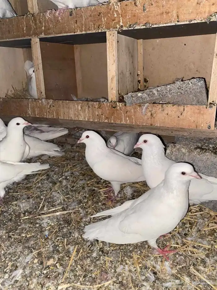 حمام فرنسي سوبر جامبو جفون حمراء للبيع 9