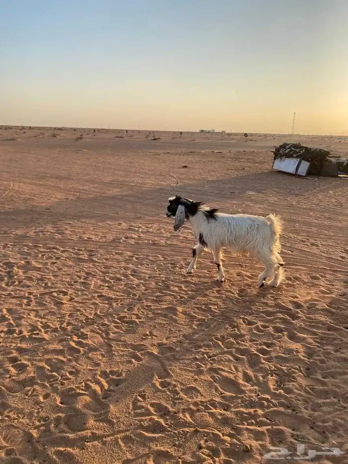 تيس البيع 0