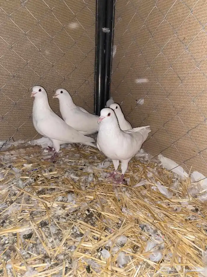 حمام فرنسي سوبر جامبو جفون حمراء للبيع 0