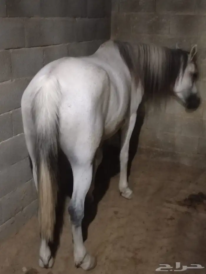 فرس شعبيه شيخه بنت ميمون الصواري 1