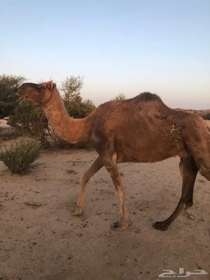 للبيع ناقه 0