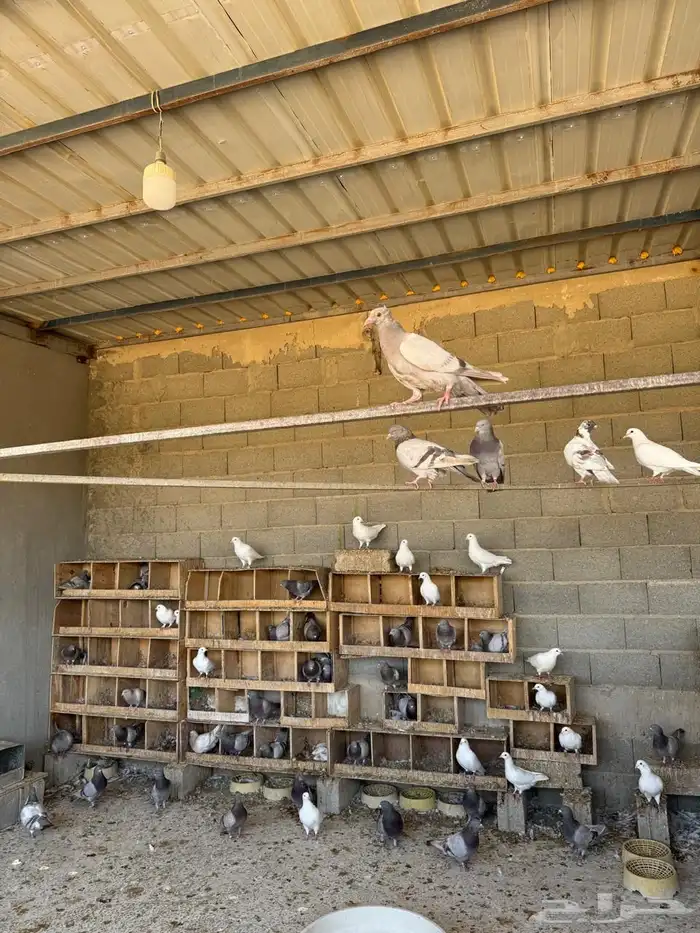 حمام فرنسي للبيع 3