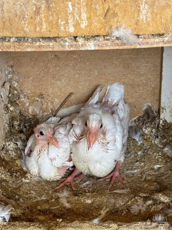 حمام فرنسي للبيع 2