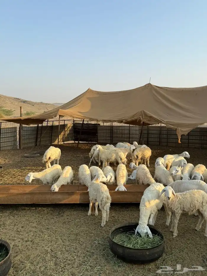 طليان ورخال حريات ذبايح 4اشهر 1