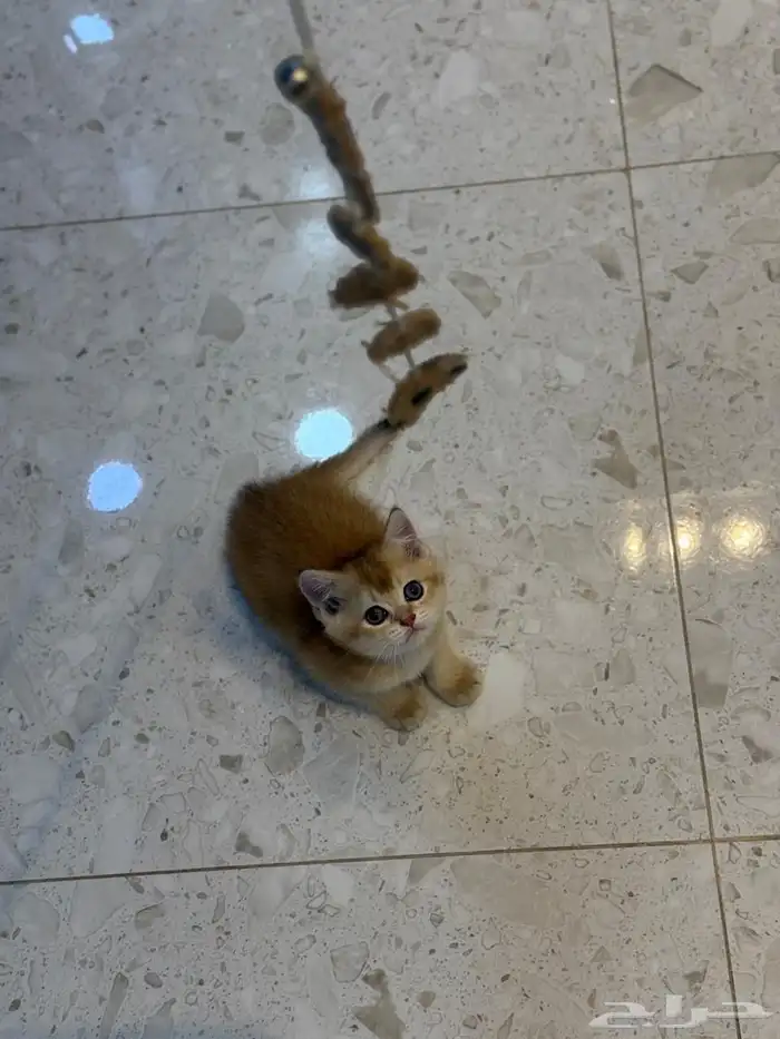 قطط سكوتش للبيع 5