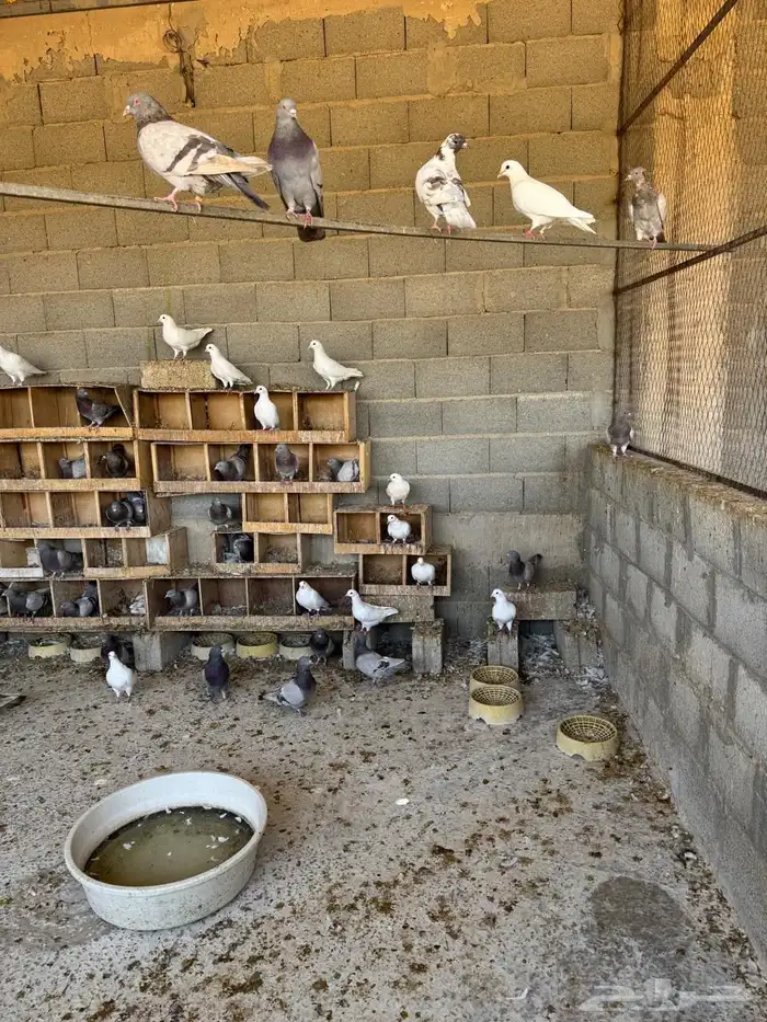 حمام فرنسي للبيع 4