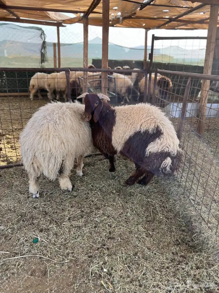 طليان نعيم كفو 1