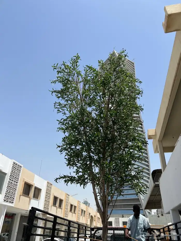 تنسيق اي شجر انشاءالله تفصيل 0