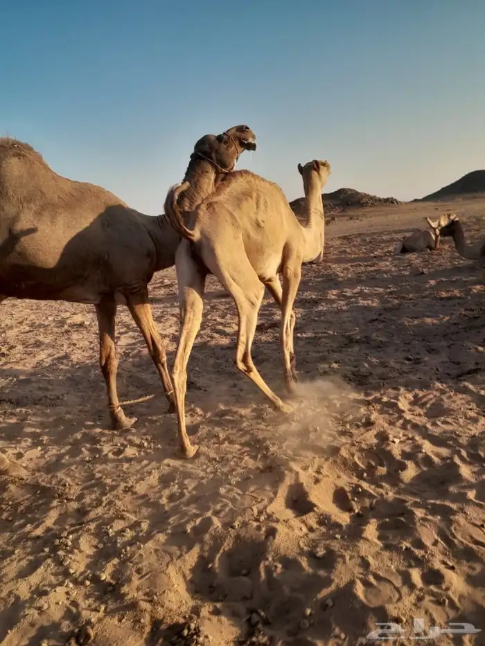ناقه للبيع 0