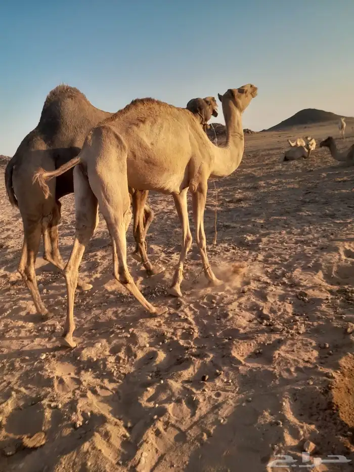 ناقه للبيع 1