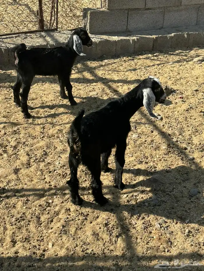 تيس وجفره مضبي 4