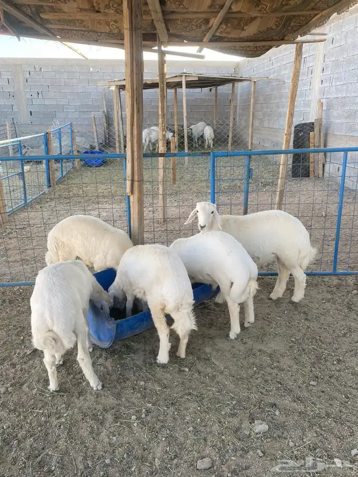 طليان جبره وثلاجه جوده وسعر مناسب 3