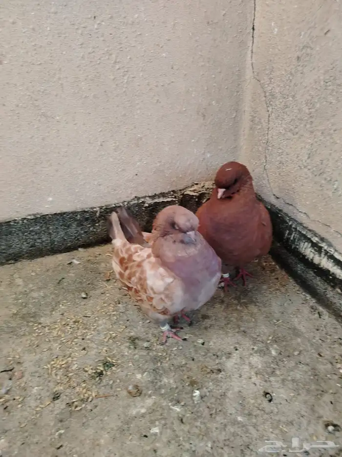 للبيع حمام مدينه 3