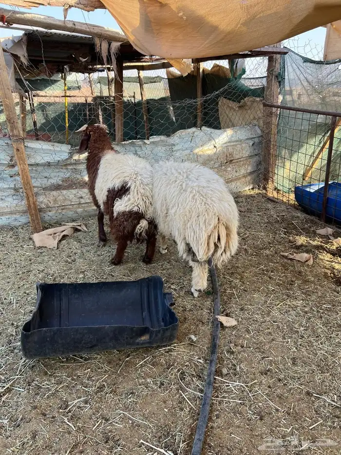 طليان نعيم كفو 0