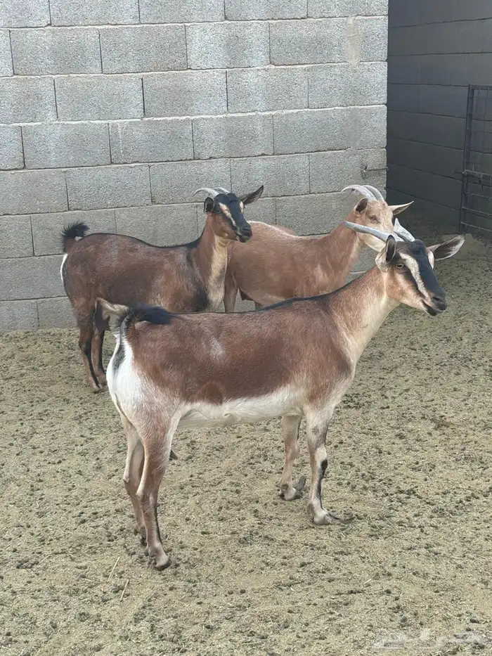 يوجد ماعز جنوبي للبيع العدد 18 الحاله الصحيه سليمه 0