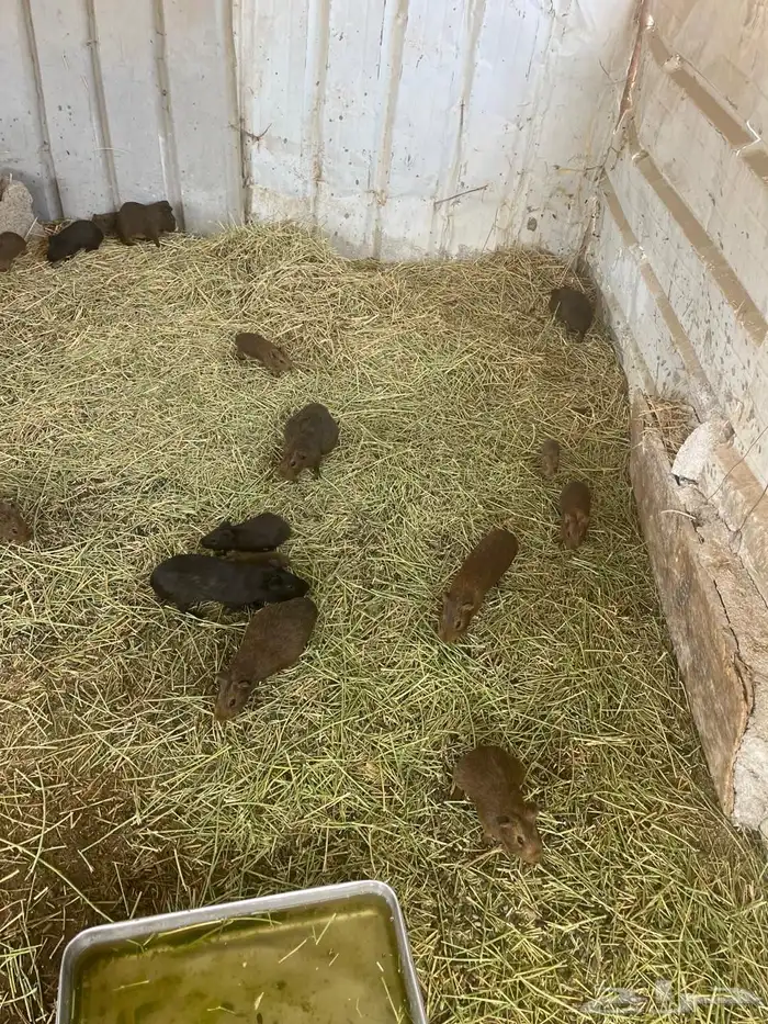 وبرأن للبيع ألون بريه العدد حول 35 1