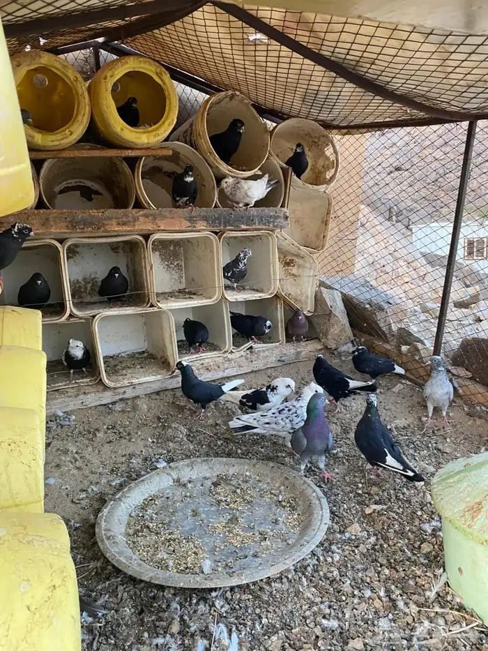 حمام قطيفي 0
