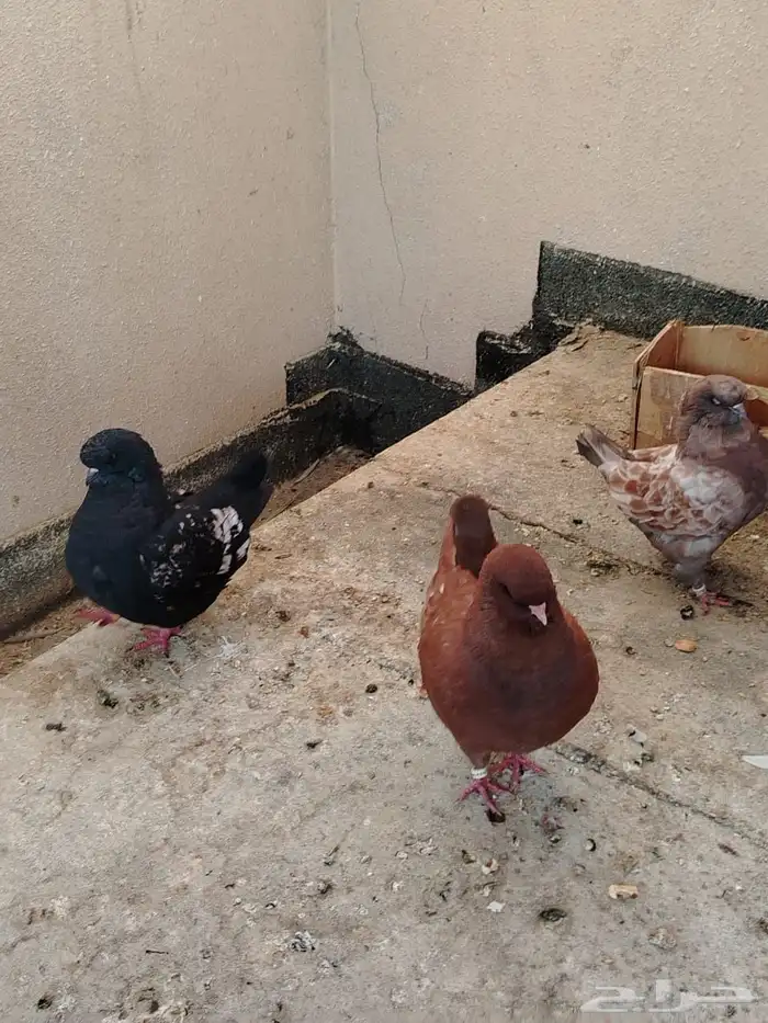 للبيع حمام مدينه 1
