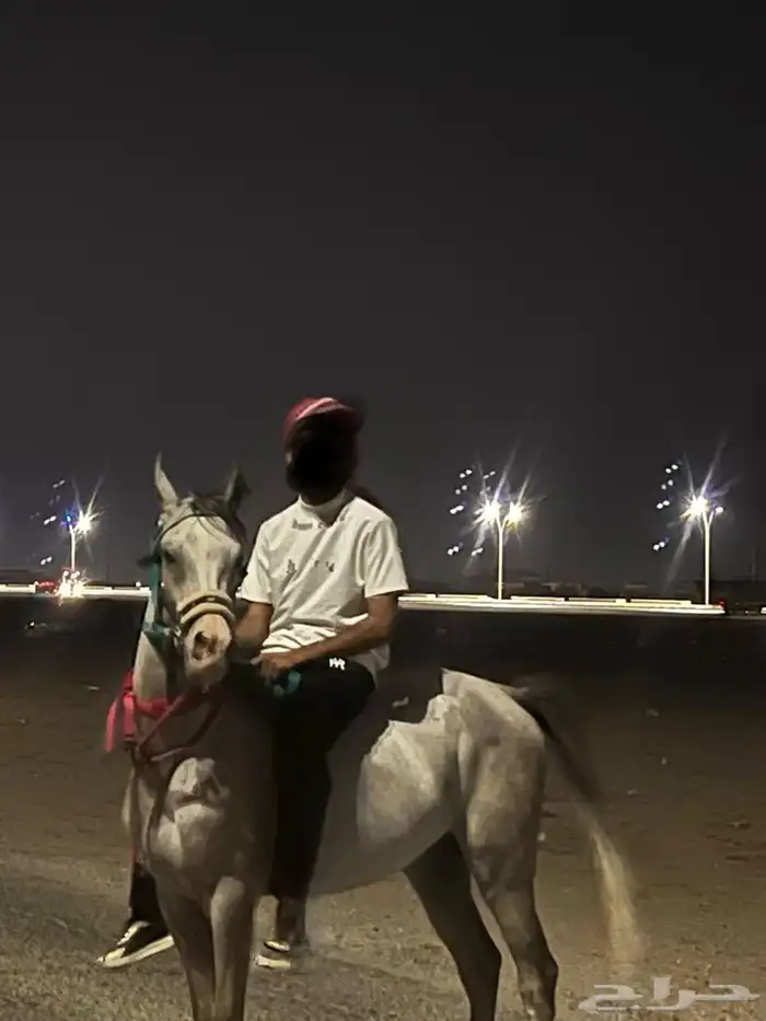 خيل 1